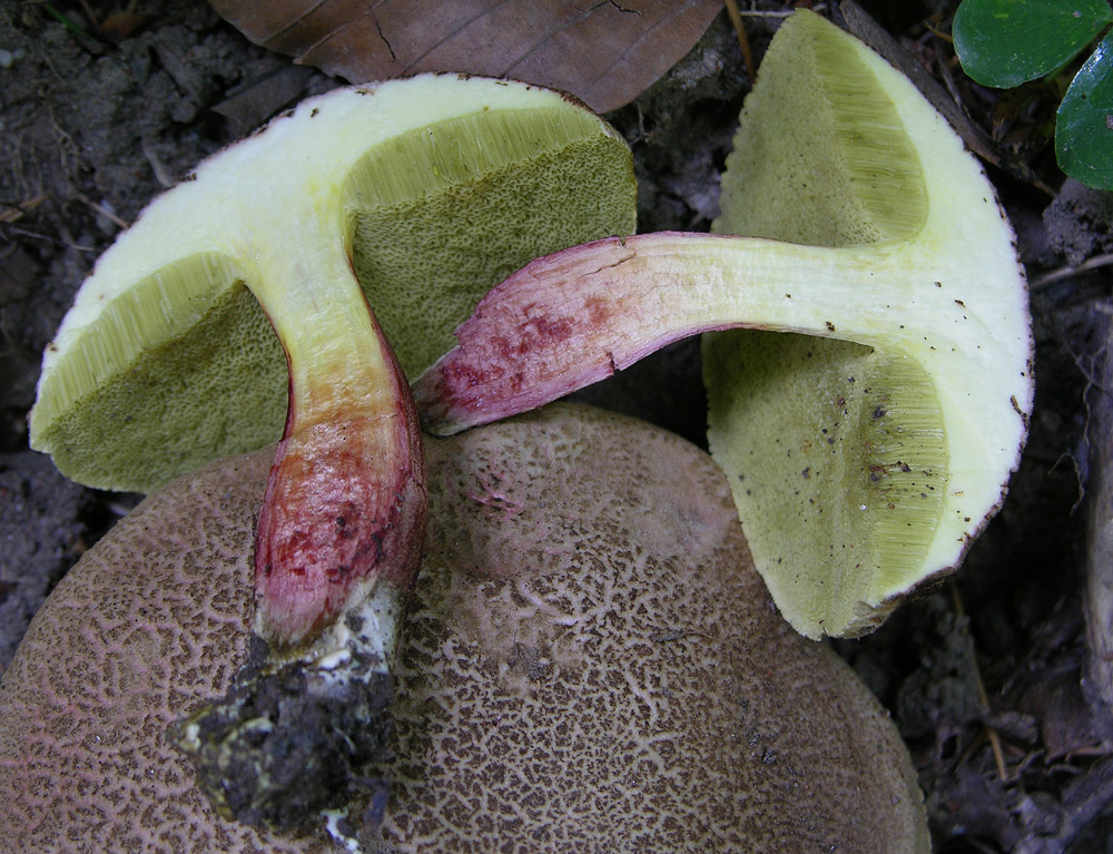 D''accordo per Boletus chrysenteron Bull